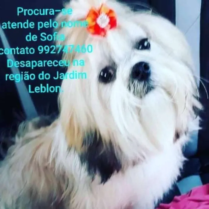 Cachorro ra a Lhasa Apso idade 7 a 11 meses nome Sofia GRATIFICA