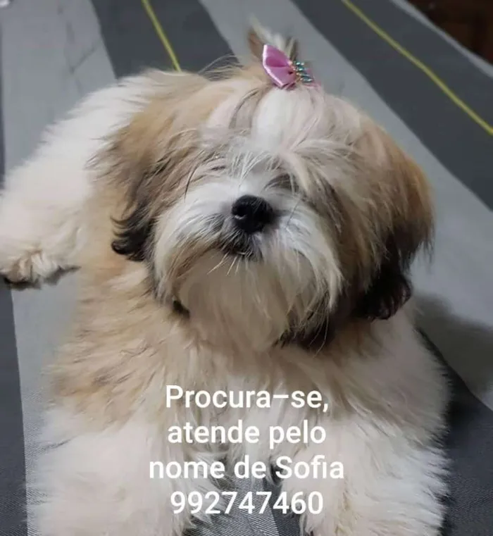 Cachorro ra a Lhasa Apso idade 7 a 11 meses nome Sofia GRATIFICA