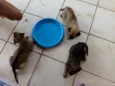 Não tem encontrei fi