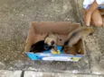 Não tem encontrei fi