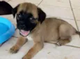 Não tem encontrei fi