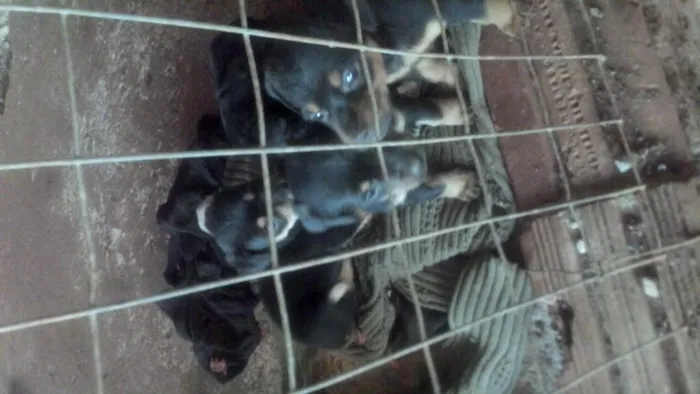 Cachorro ra a viralata pequena. idade 2 a 6 meses nome bela beli aurora