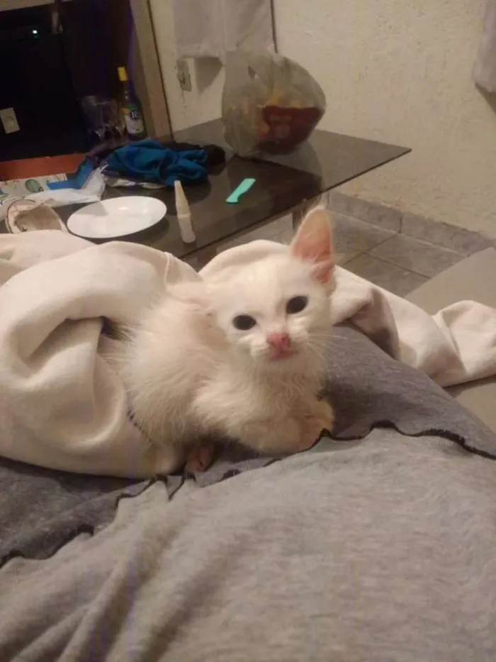 Gato ra a SRD idade 2 a 6 meses nome Catarina 
