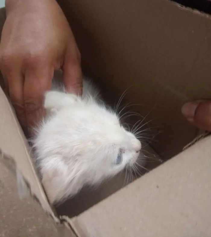 Gato ra a SRD idade 2 a 6 meses nome Catarina 