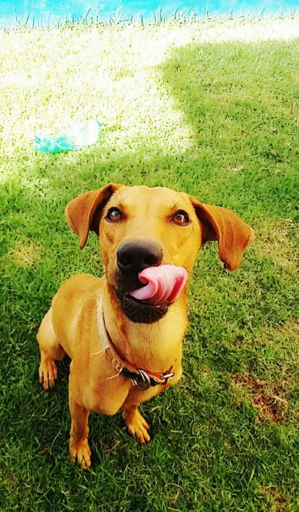 Cachorro ra a SRD idade 2 anos nome Lord