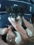 Lola