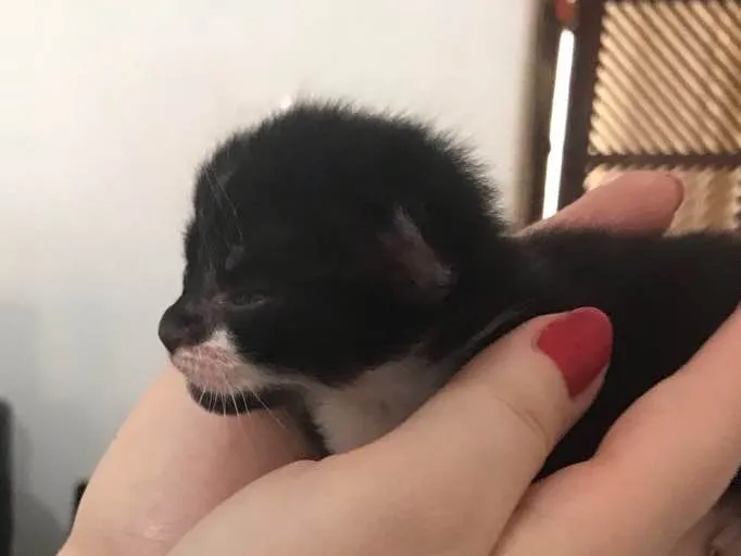 Gato ra a  idade Abaixo de 2 meses nome Lola