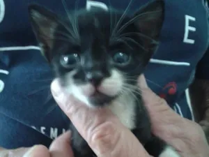 Gato raça  idade Abaixo de 2 meses nome Lola