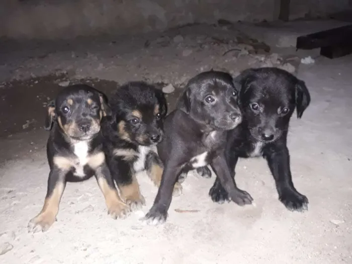 Cachorro raça Labrador com vira-lata idade Abaixo de 2 meses nome Bela