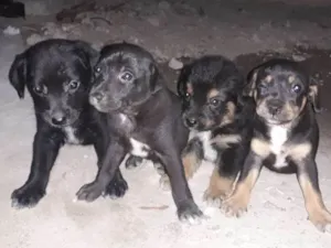 Cachorro raça Labrador com vira-lata idade Abaixo de 2 meses nome Bela