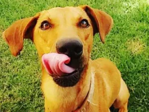 Cachorro raça SRD idade 2 anos nome Lord