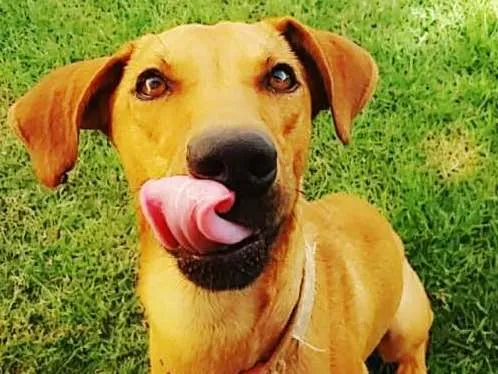 Cachorro ra a SRD idade 2 anos nome Lord