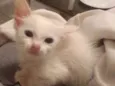 Catarina 