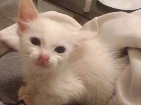 Gato ra a SRD idade 2 a 6 meses nome Catarina 