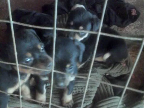 Cachorro ra a viralata pequena. idade 2 a 6 meses nome bela beli aurora