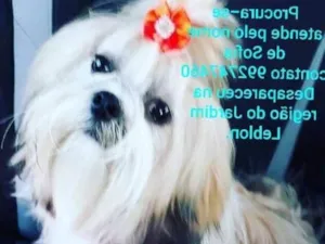 Cachorro raça Lhasa Apso idade 7 a 11 meses nome Sofia GRATIFICA