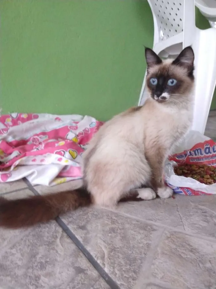 Gato ra a  idade 7 a 11 meses nome Ju