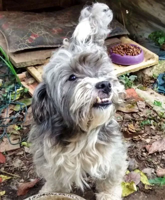 Cachorro raça SRD idade 4 anos nome apolo