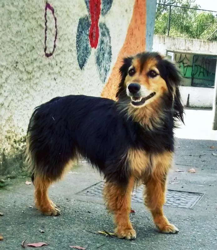 Cachorro ra a srd idade 3 anos nome bumer