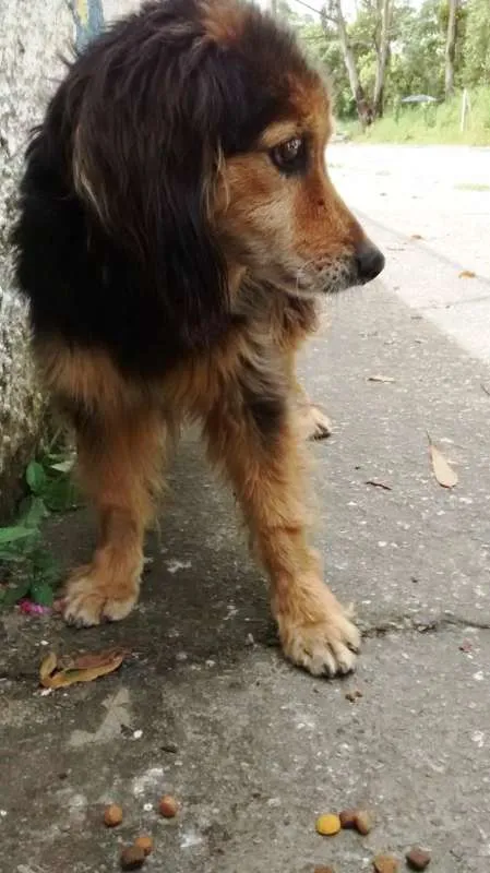 Cachorro ra a srd idade 3 anos nome bumer