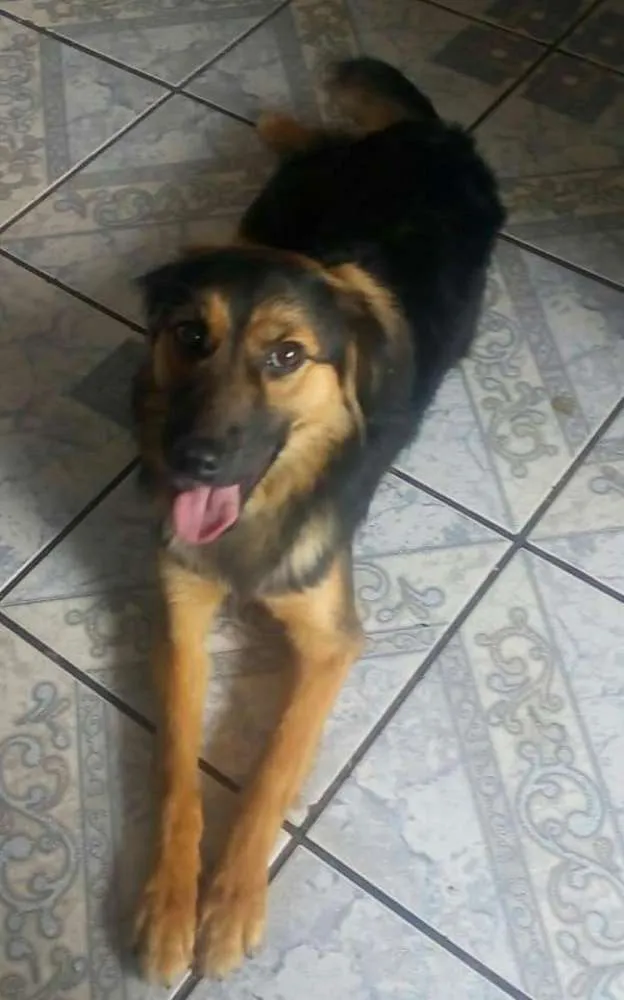 Cachorro ra a Mistiça idade 7 a 11 meses nome Nayla