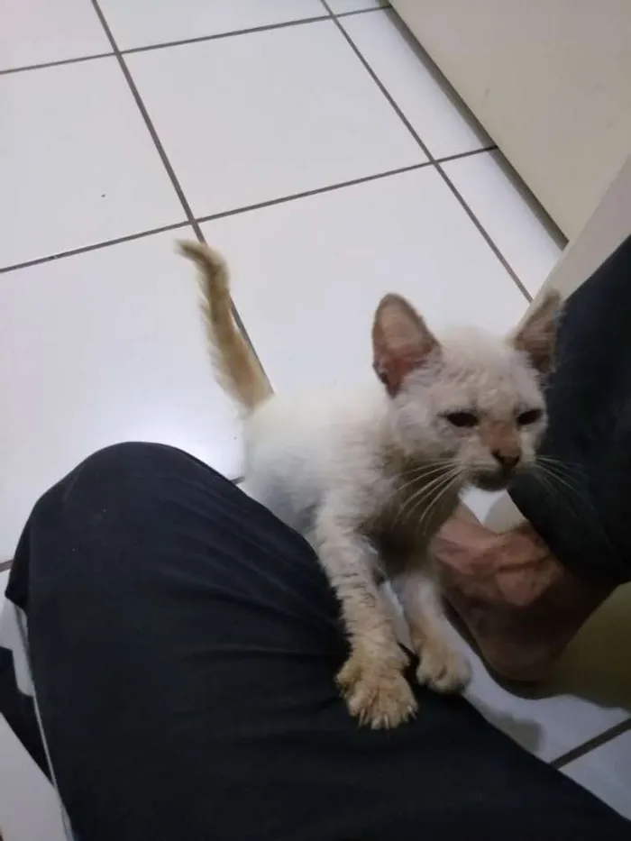 Gato ra a Siamês idade 7 a 11 meses nome Bolinha