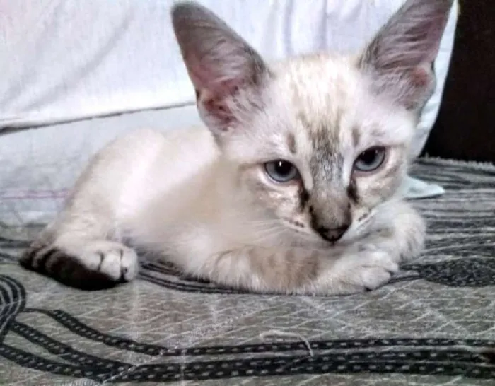 Gato ra a SRD idade 2 a 6 meses nome Irmãozinhos lindinho