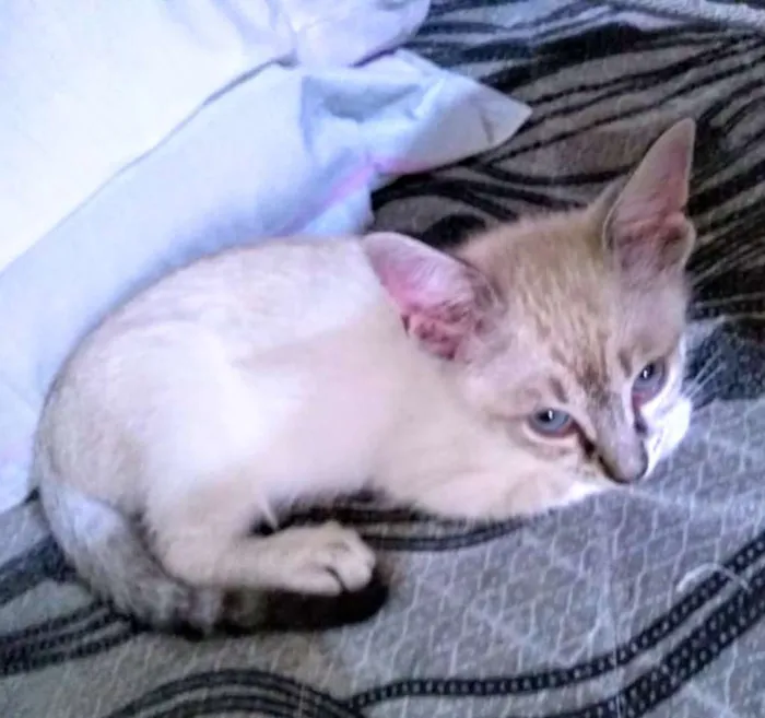 Gato ra a SRD idade 2 a 6 meses nome Irmãozinhos lindinho