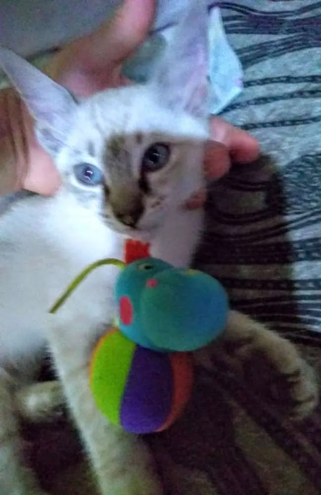Gato ra a SRD idade 2 a 6 meses nome Irmãozinhos lindinho