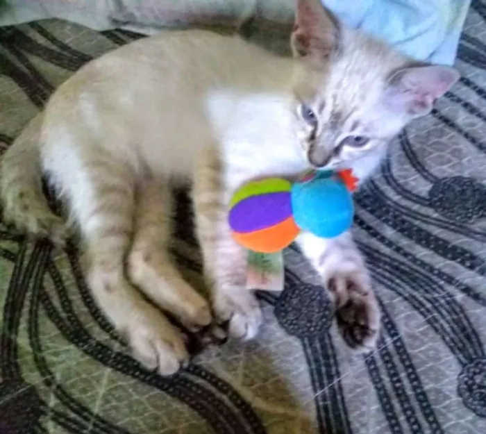 Gato ra a SRD idade 2 a 6 meses nome Irmãozinhos lindinho