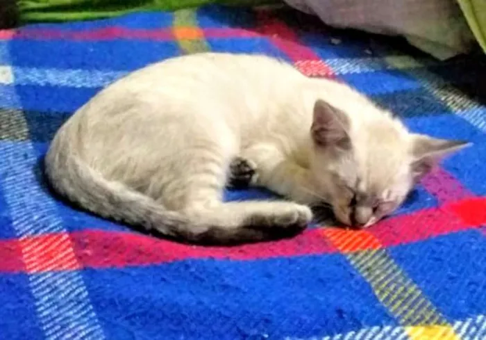Gato ra a SRD idade 2 a 6 meses nome Irmãozinhos lindinho