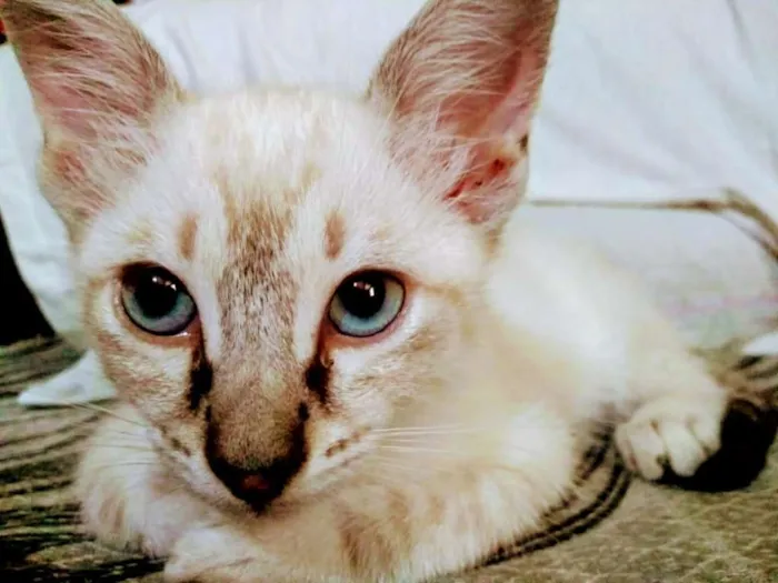 Gato ra a SRD idade 2 a 6 meses nome Irmãozinhos lindinho