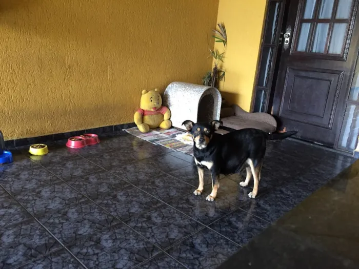 Cachorro ra a SRD idade 3 anos nome Penélope