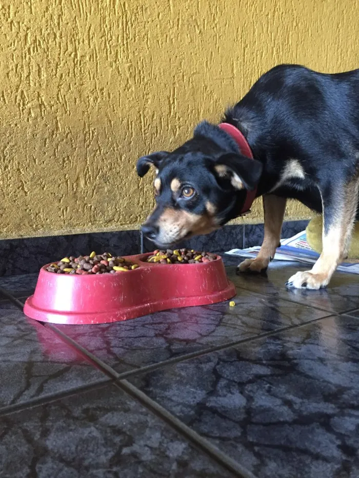 Cachorro ra a SRD idade 3 anos nome Penélope