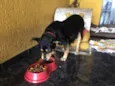 Penélope