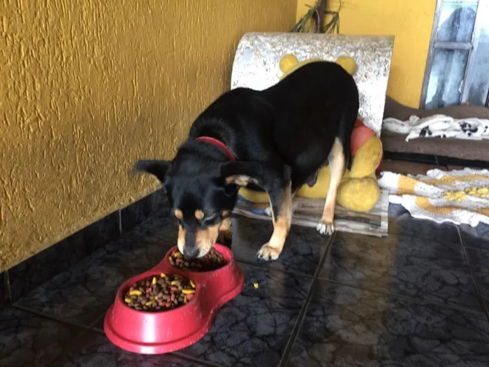 Cachorro ra a SRD idade 3 anos nome Penélope