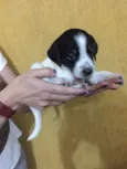 Moli