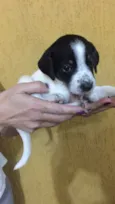 Moli