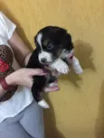 Princesa