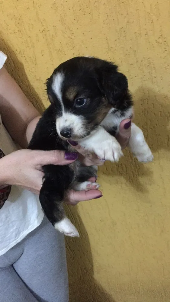 Cachorro ra a SRD idade 2 a 6 meses nome Princesa