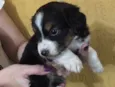 Princesa
