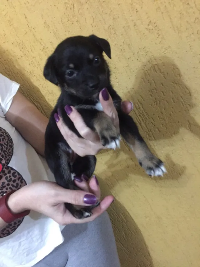 Cachorro ra a SRD idade 2 a 6 meses nome Kiara