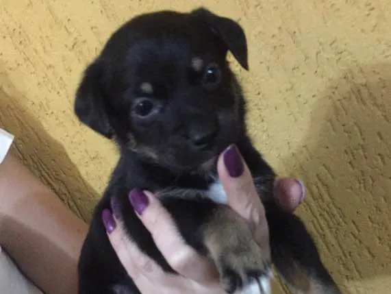 Cachorro ra a SRD idade 2 a 6 meses nome Kiara