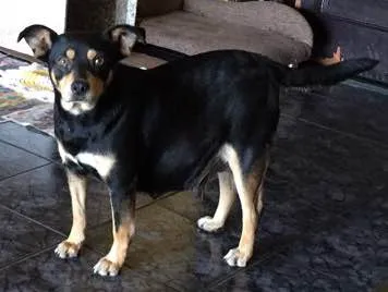 Cachorro ra a SRD idade 3 anos nome Penélope