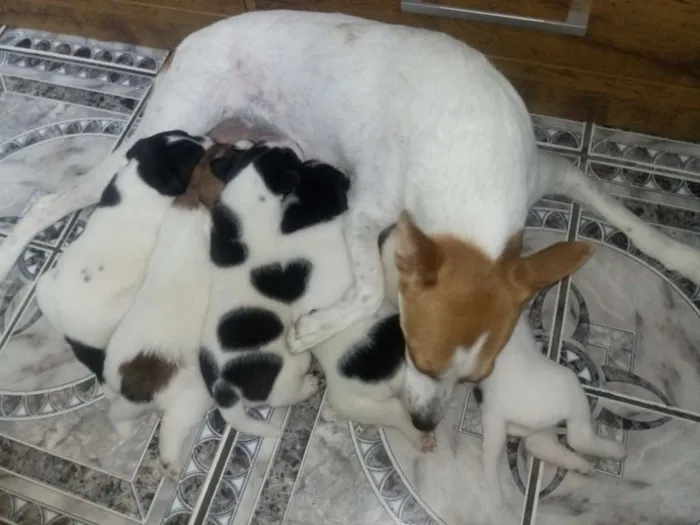 Cachorro ra a Sem raça definida idade Abaixo de 2 meses nome Filhotes