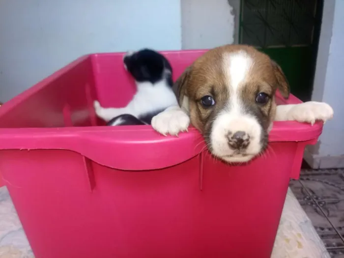 Cachorro ra a Sem raça definida idade Abaixo de 2 meses nome Filhotes