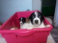 Filhotes