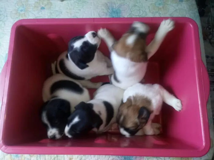 Cachorro ra a Sem raça definida idade Abaixo de 2 meses nome Filhotes