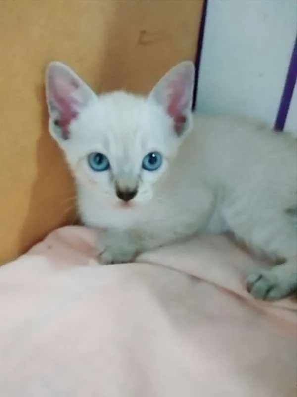 Gato raça SRD idade  nome Para Escolher