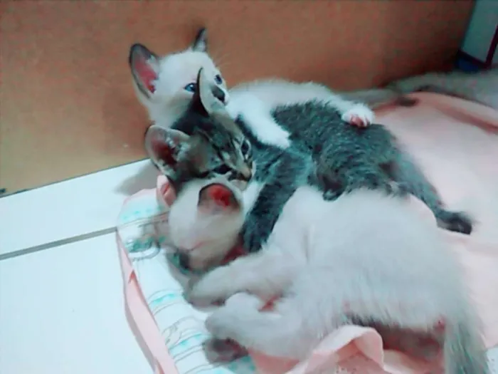 Gato raça SRD idade  nome Para Escolher